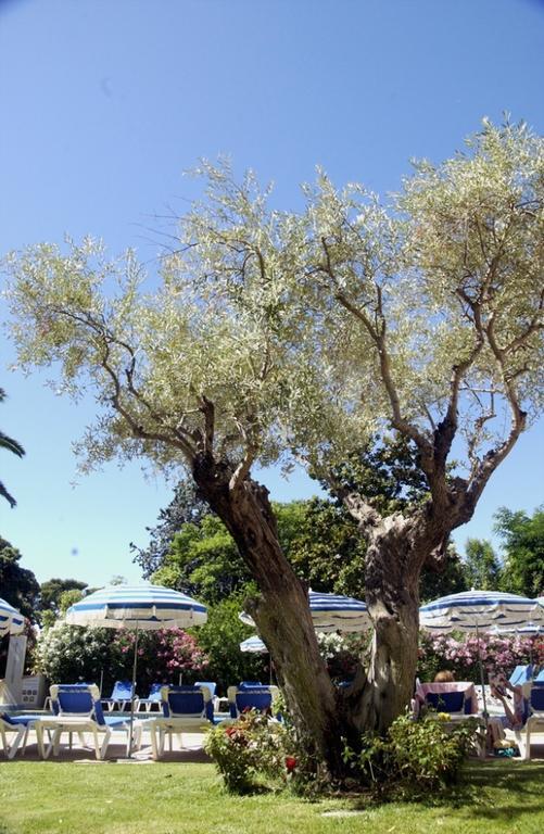 Le Petit Nice Hotel Saint-Cyr-sur-Mer Buitenkant foto